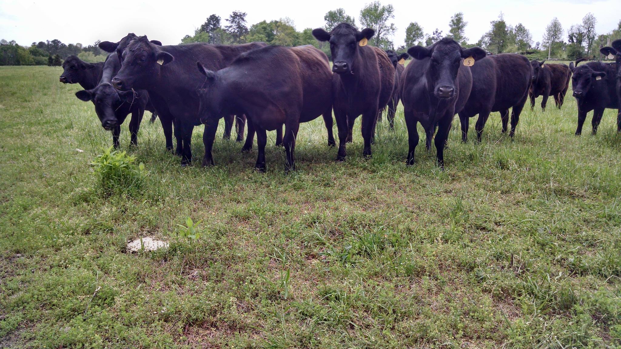Some of our lovely cows!